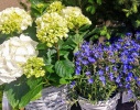 Studio florystyczne Flowers for You 
