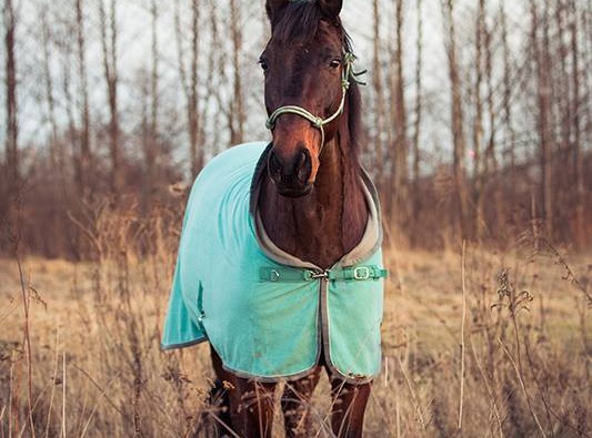 Foto niebanalne Koń
