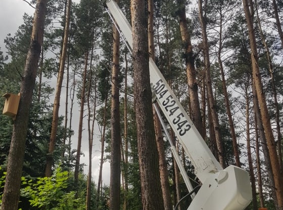 Wynajem podnośników koszowych