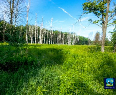 Łosiowe Błota